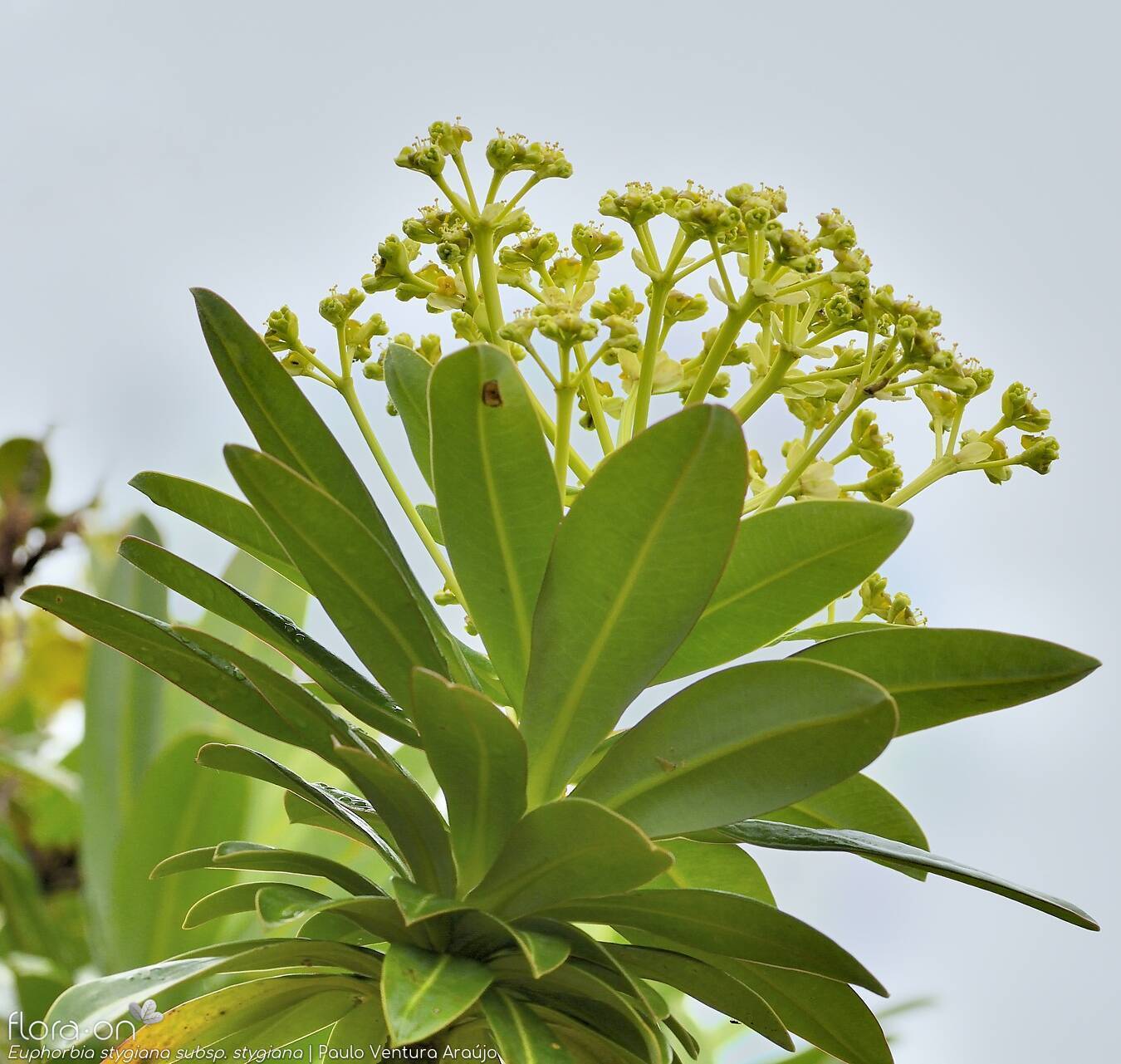 Euphorbia stygiana stygiana - | Paulo Ventura Araújo; CC BY-NC 4.0