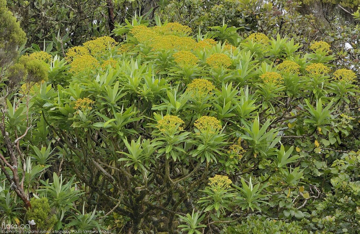 Euphorbia stygiana stygiana - | Paulo Ventura Araújo; CC BY-NC 4.0