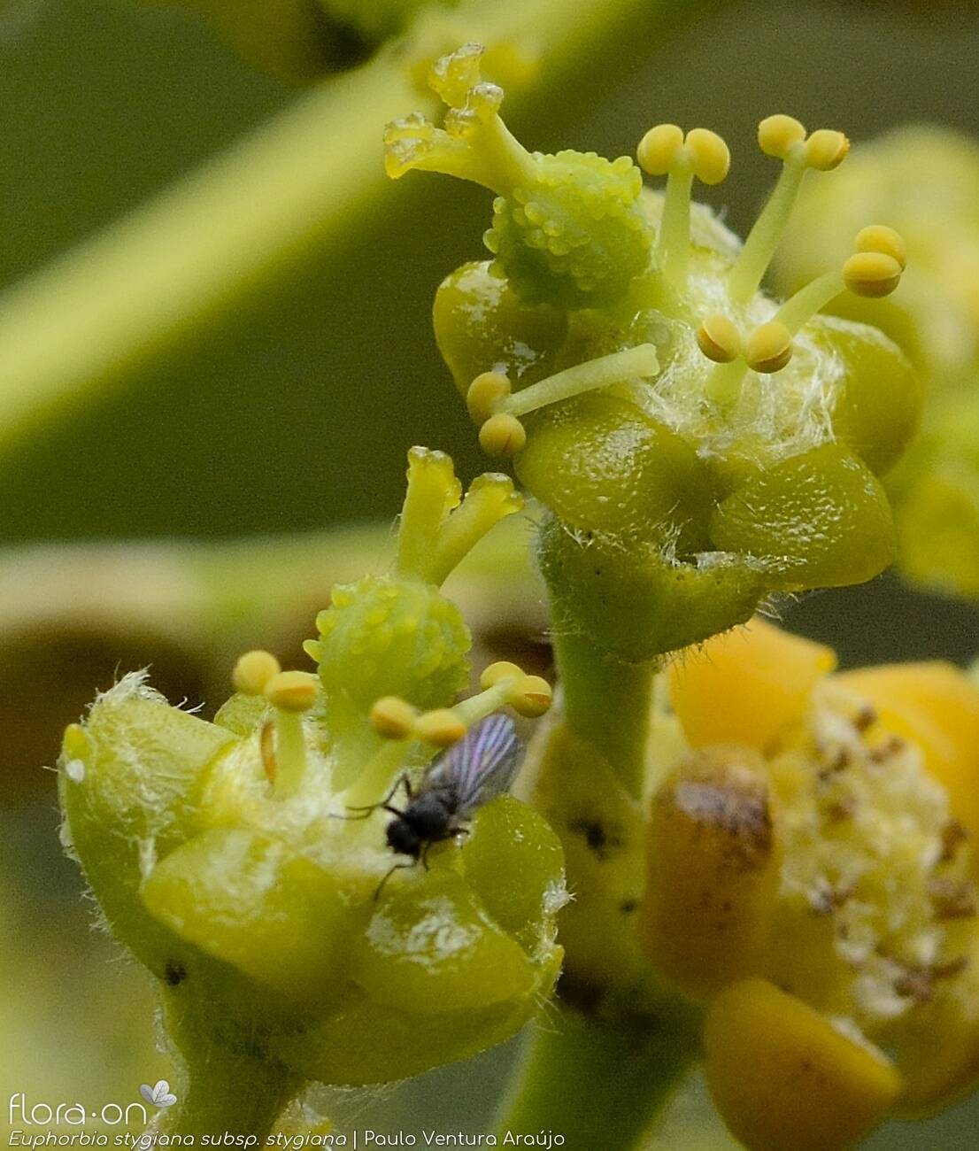 Euphorbia stygiana stygiana - | Paulo Ventura Araújo; CC BY-NC 4.0