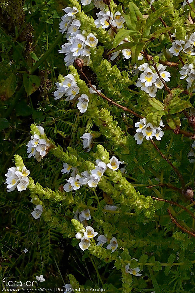 Euphrasia grandiflora -  | Paulo Ventura Araújo; CC BY-NC 4.0