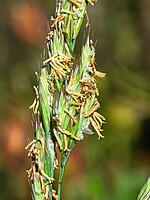 Festuca juncifolia