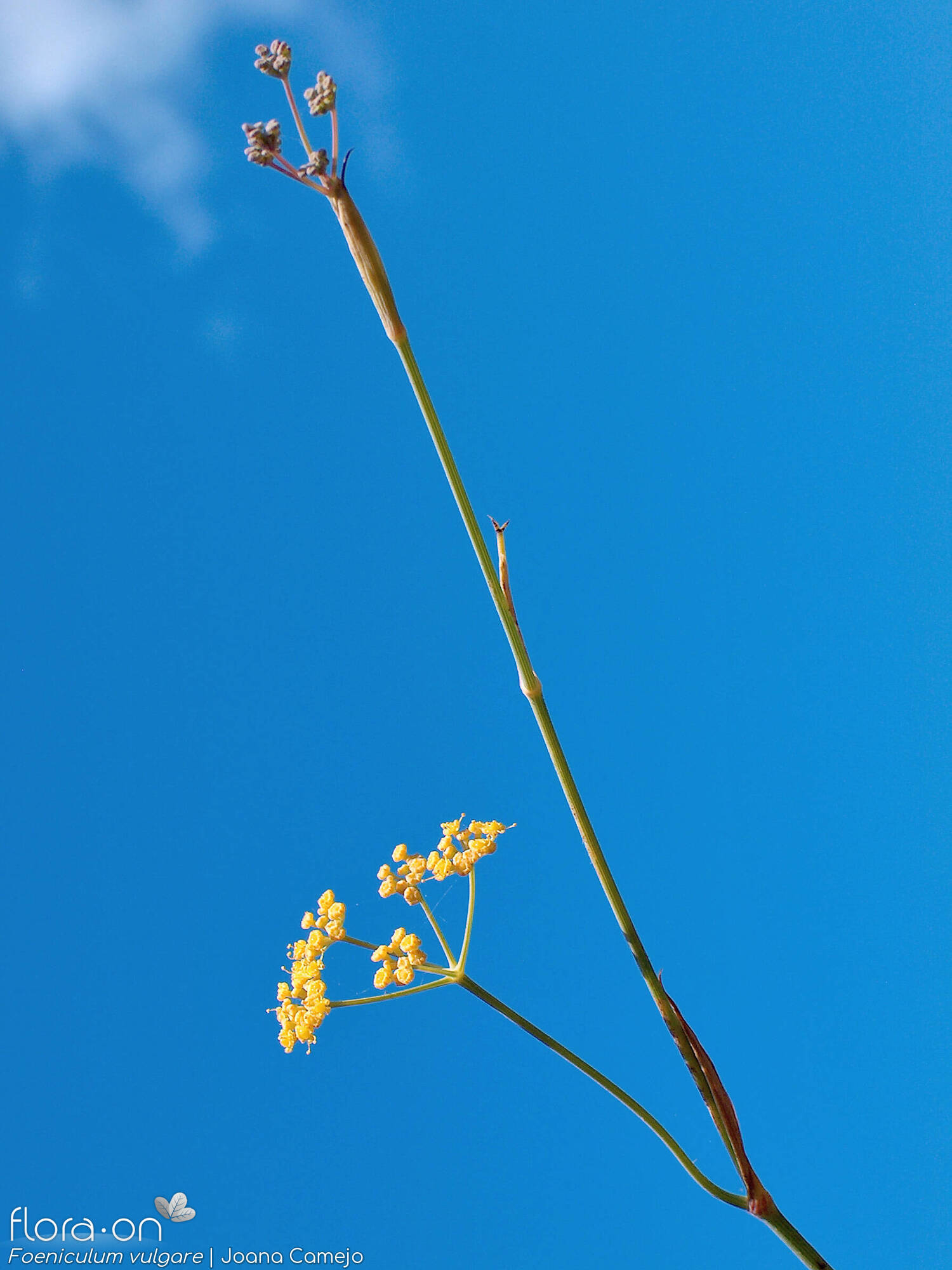 Foeniculum vulgare - Flor (geral) | Joana Camejo; CC BY-NC 4.0