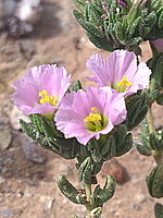 Frankenia boissieri