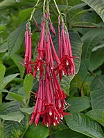 Fuchsia boliviana