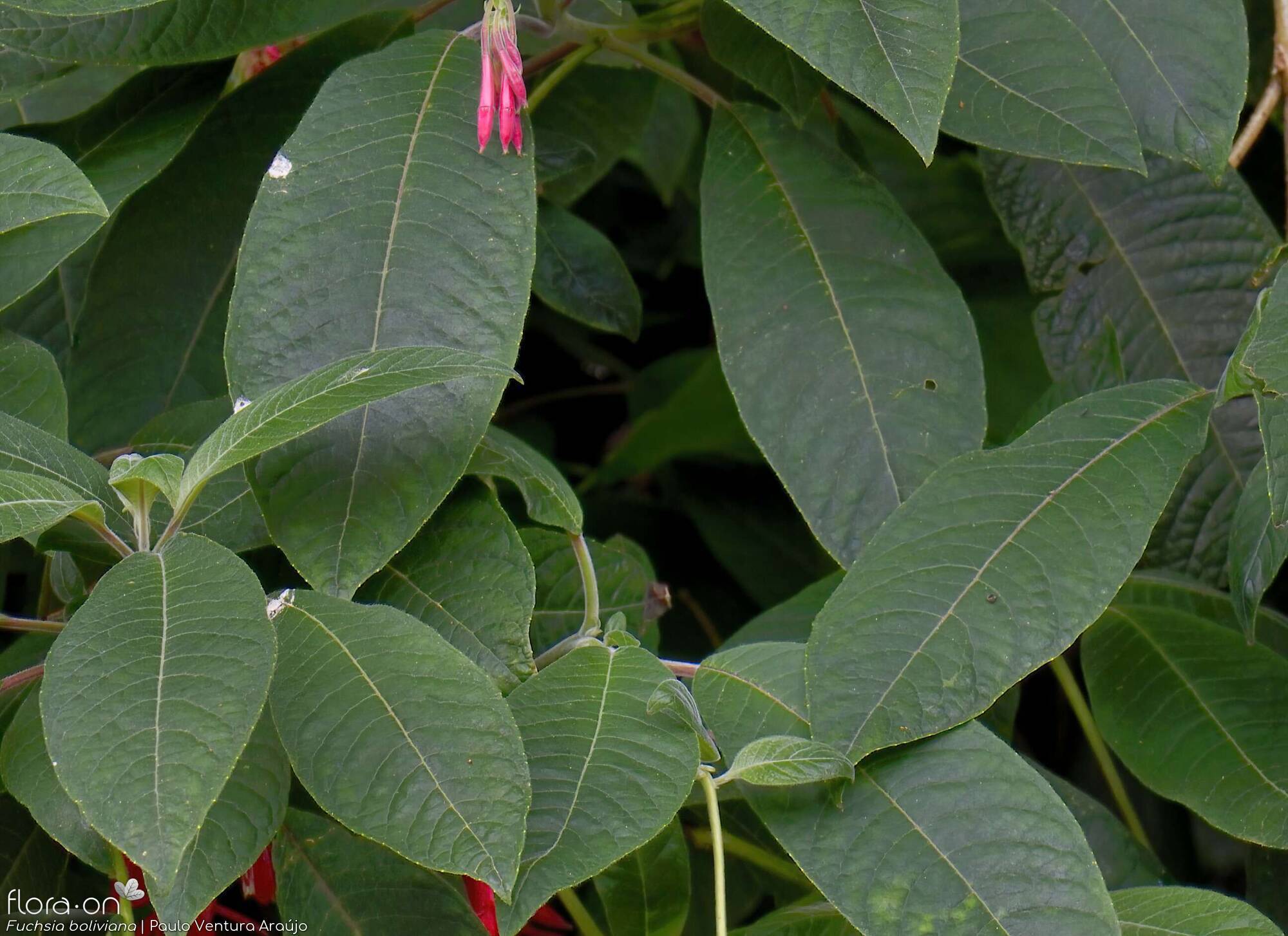 Fuchsia boliviana - | Paulo Ventura Araújo; CC BY-NC 4.0