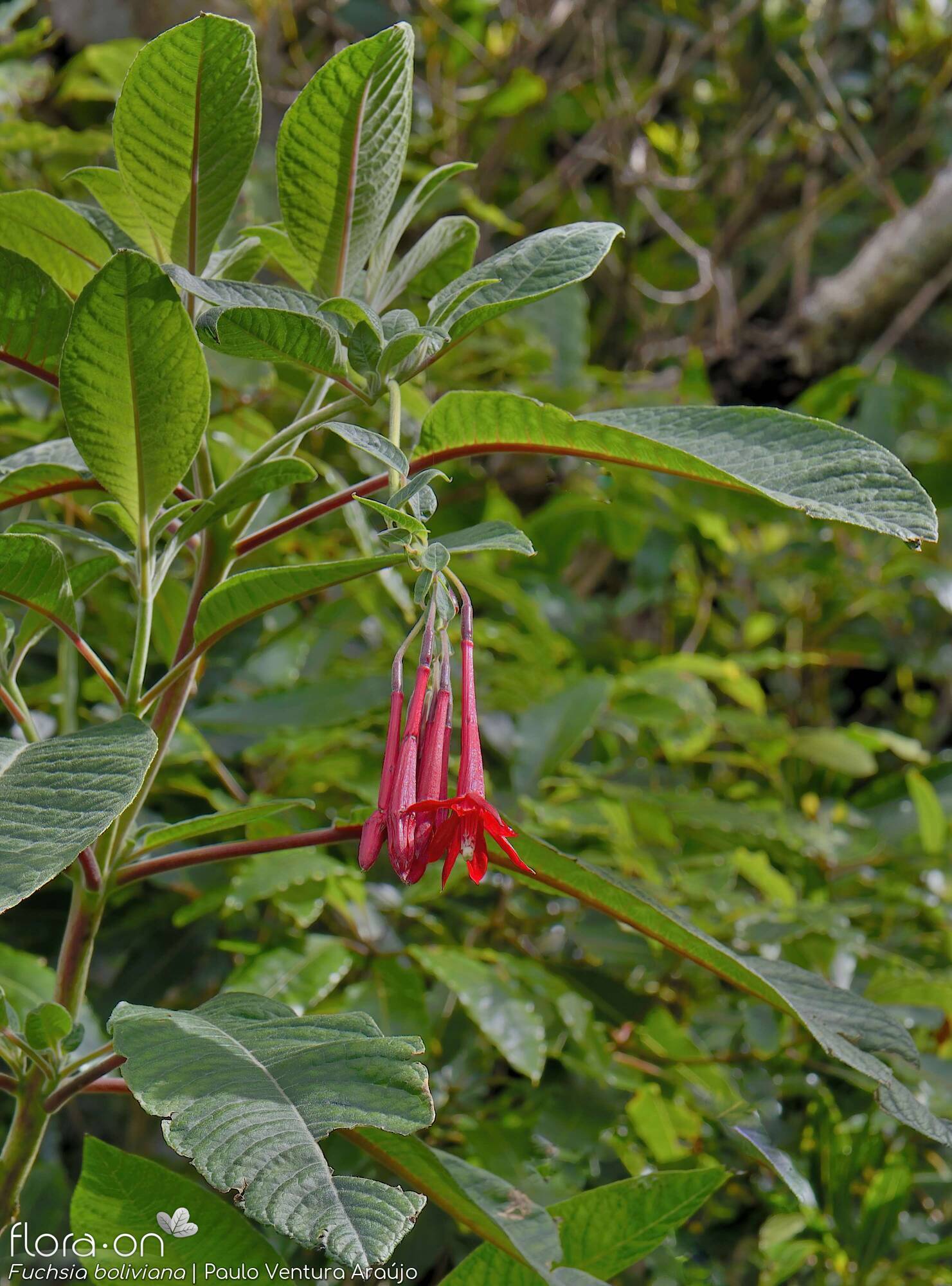 Fuchsia boliviana - | Paulo Ventura Araújo; CC BY-NC 4.0