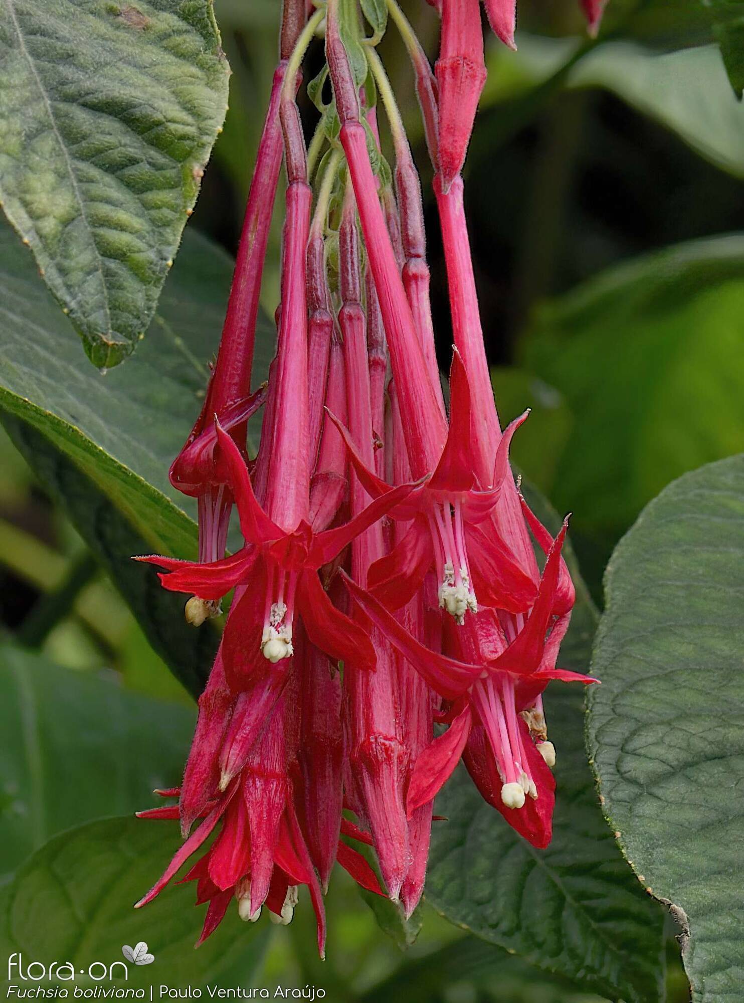 Fuchsia boliviana - | Paulo Ventura Araújo; CC BY-NC 4.0