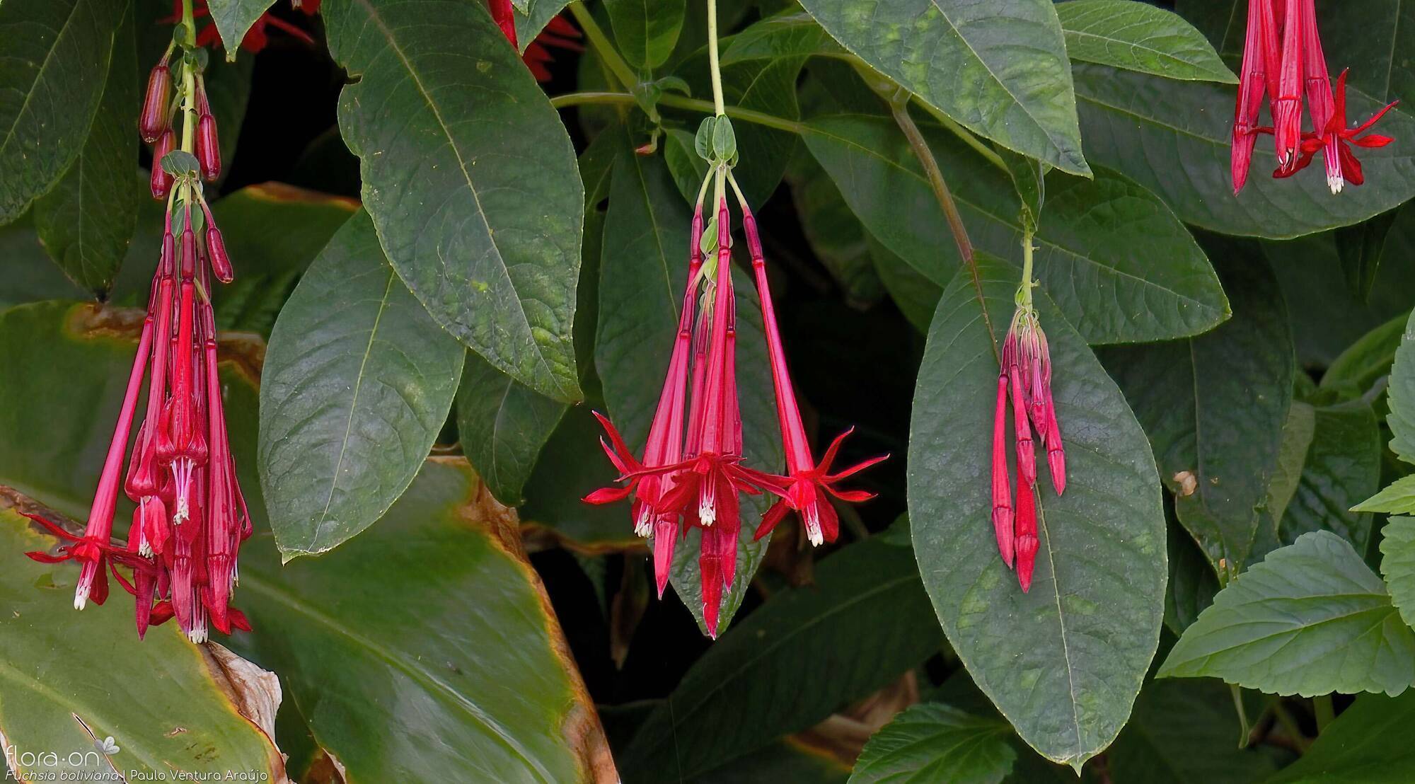 Fuchsia boliviana - | Paulo Ventura Araújo; CC BY-NC 4.0