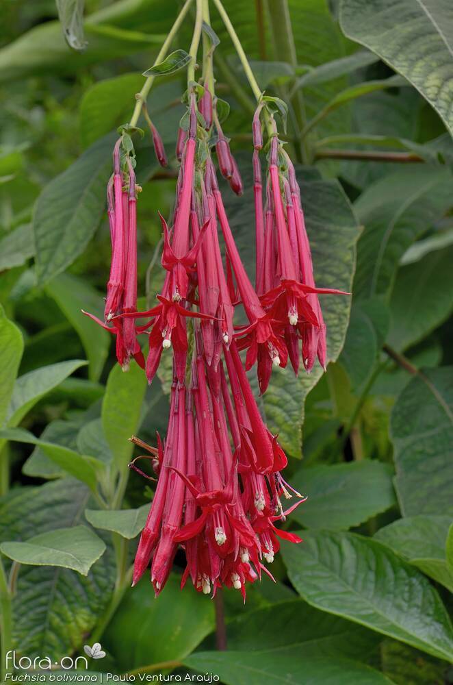 Fuchsia boliviana