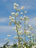 Galium palustre