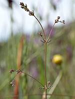 Galium parisiense