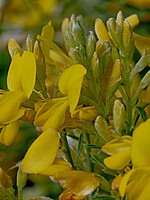 Genista tenera