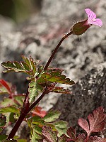 Geraniaceae