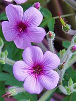 Geranium maderense