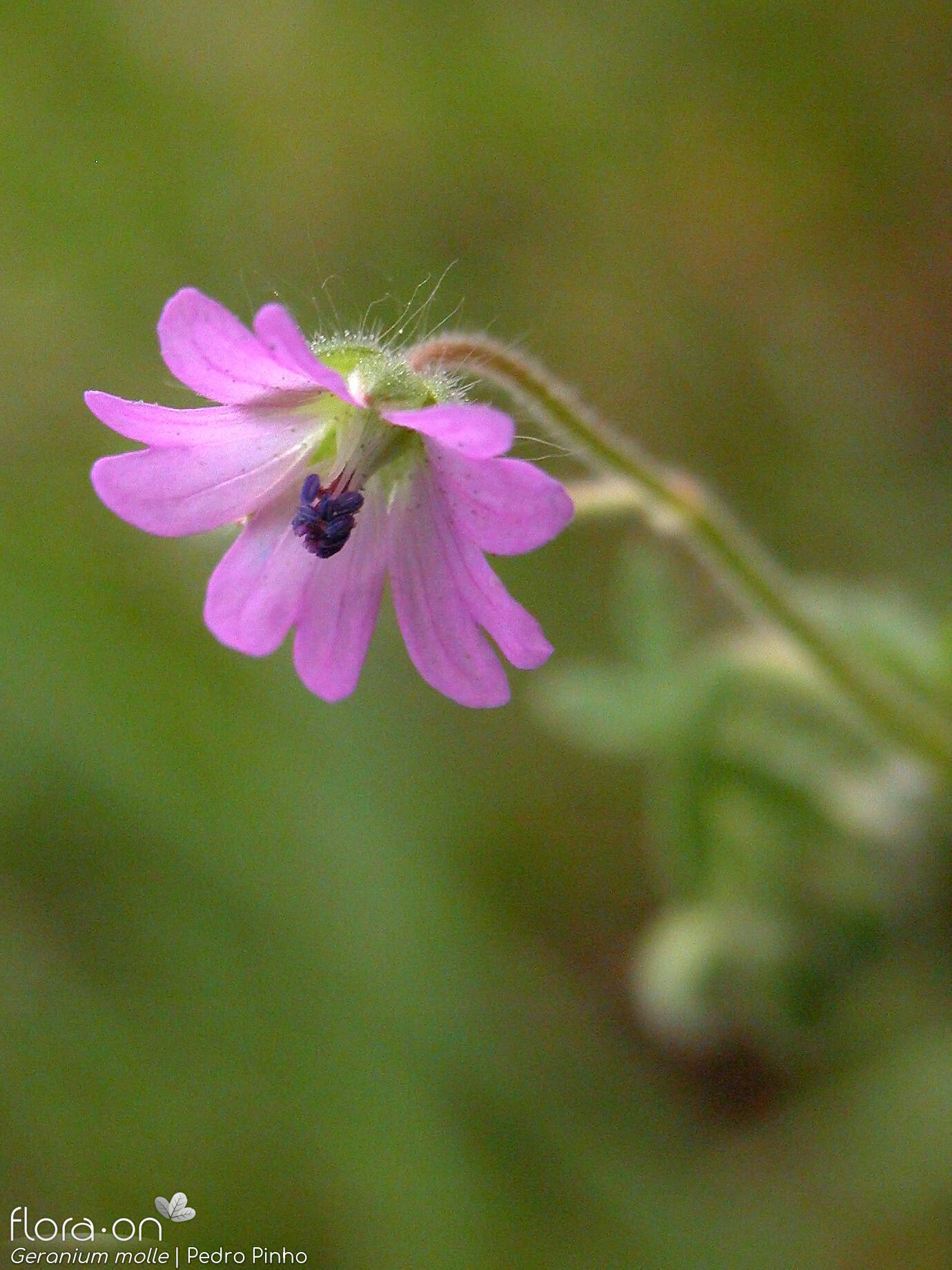 Geranium molle - Flor (close-up) | Pedro Pinho; CC BY-NC 4.0