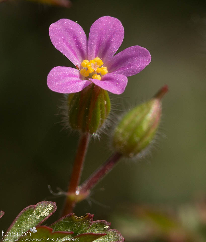 Geranium purpureum - Flor (close-up) | Ana Júlia Pereira; CC BY-NC 4.0