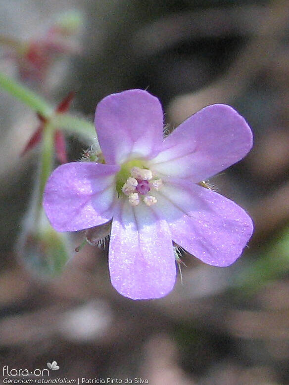 Geranium rotundifolium - Flor (close-up) | Patrícia Pinto da Silva; CC BY-NC 4.0