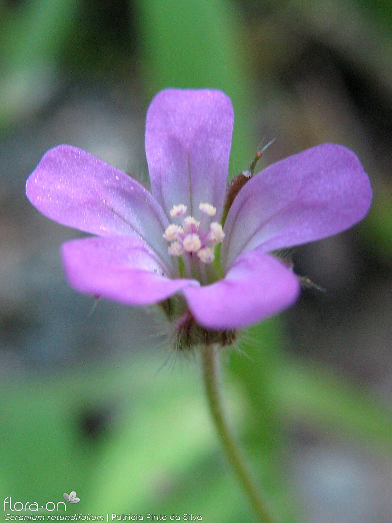 Geranium rotundifolium - Flor (close-up) | Patrícia Pinto da Silva; CC BY-NC 4.0