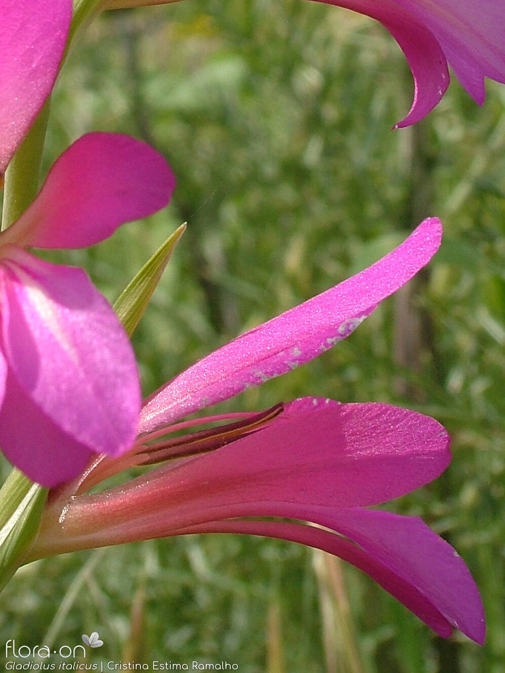 Gladiolus italicus - Estruturas reprodutoras | Cristina Estima Ramalho; CC BY-NC 4.0