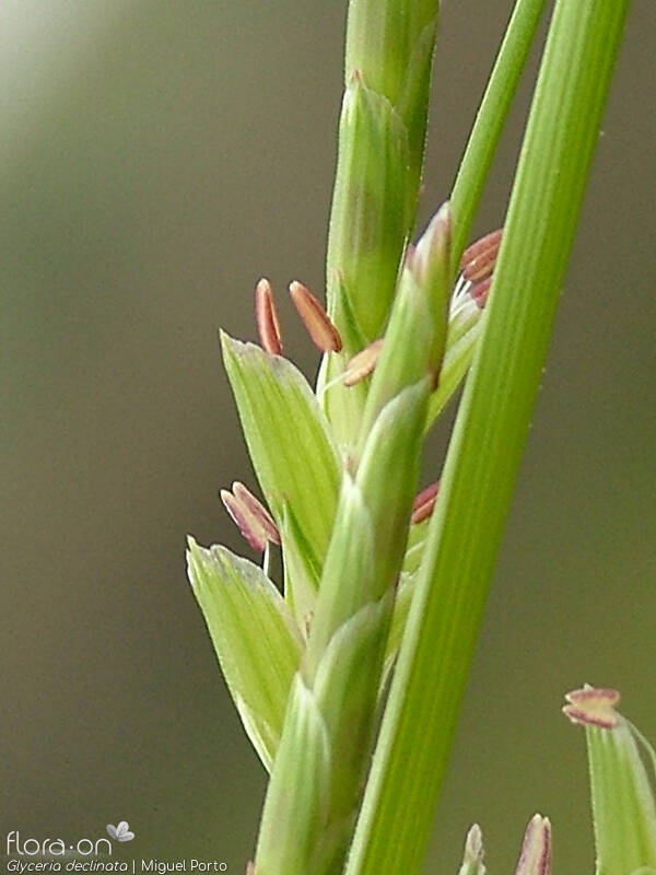 Glyceria declinata - Flor (close-up) | Miguel Porto; CC BY-NC 4.0