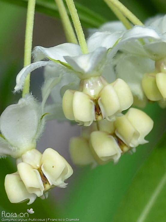 Gomphocarpus fruticosus - Flor (close-up) | Francisco Clamote; CC BY-NC 4.0