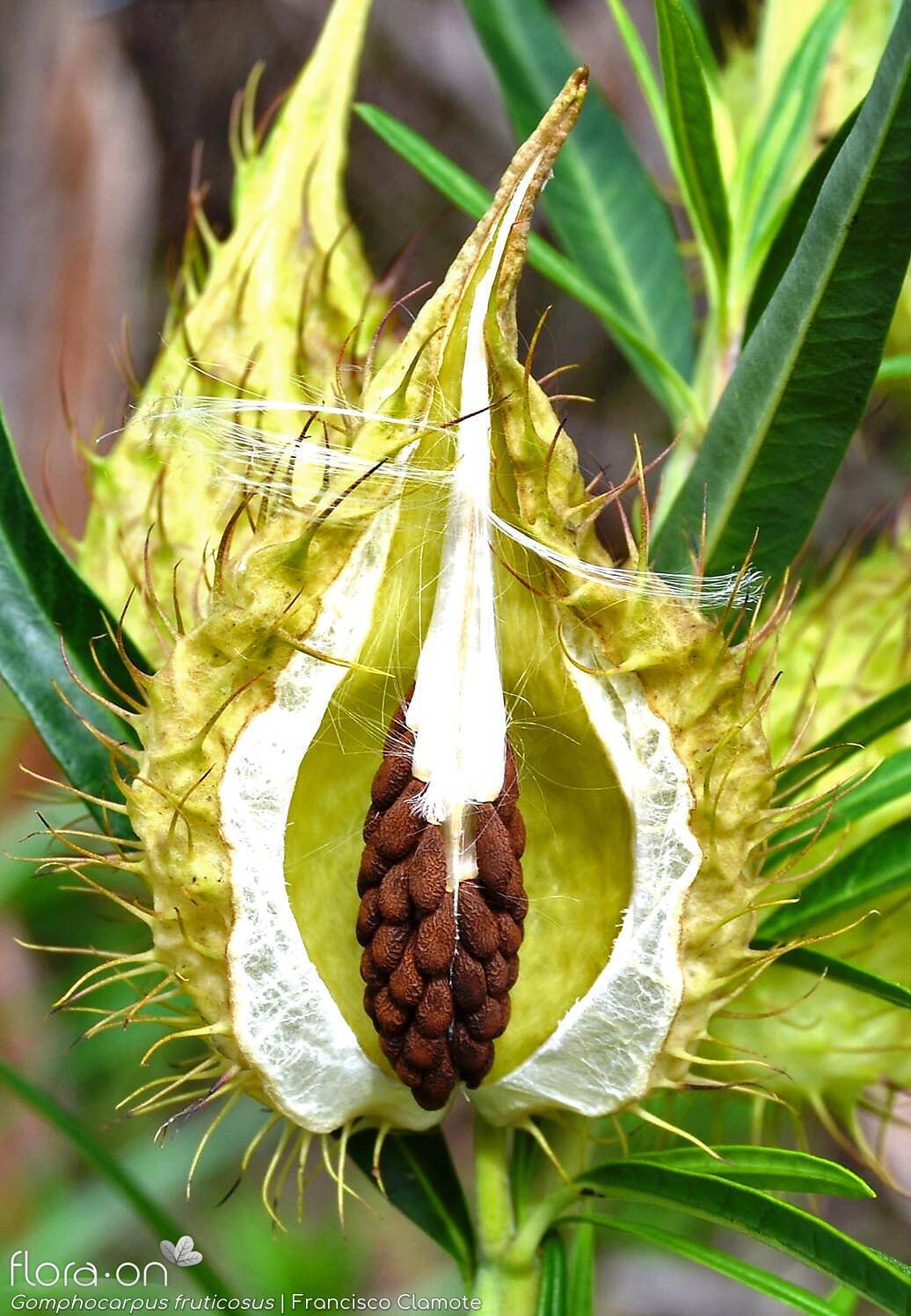 Gomphocarpus fruticosus - Fruto | Francisco Clamote; CC BY-NC 4.0