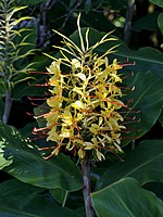 Hedychium gardneranum