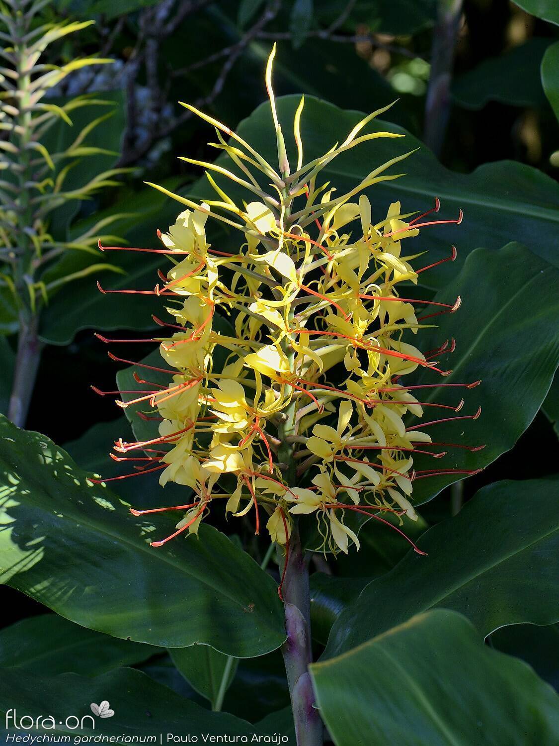 Hedychium gardneranum - | Paulo Ventura Araújo; CC BY-NC 4.0