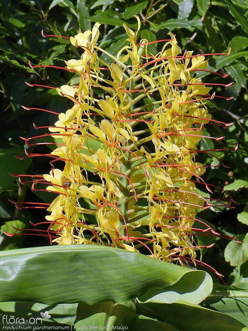 Hedychium gardneranum - | Paulo Ventura Araújo; CC BY-NC 4.0