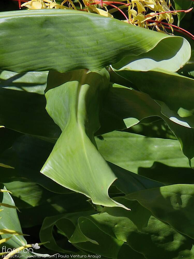 Hedychium gardneranum - | Paulo Ventura Araújo; CC BY-NC 4.0