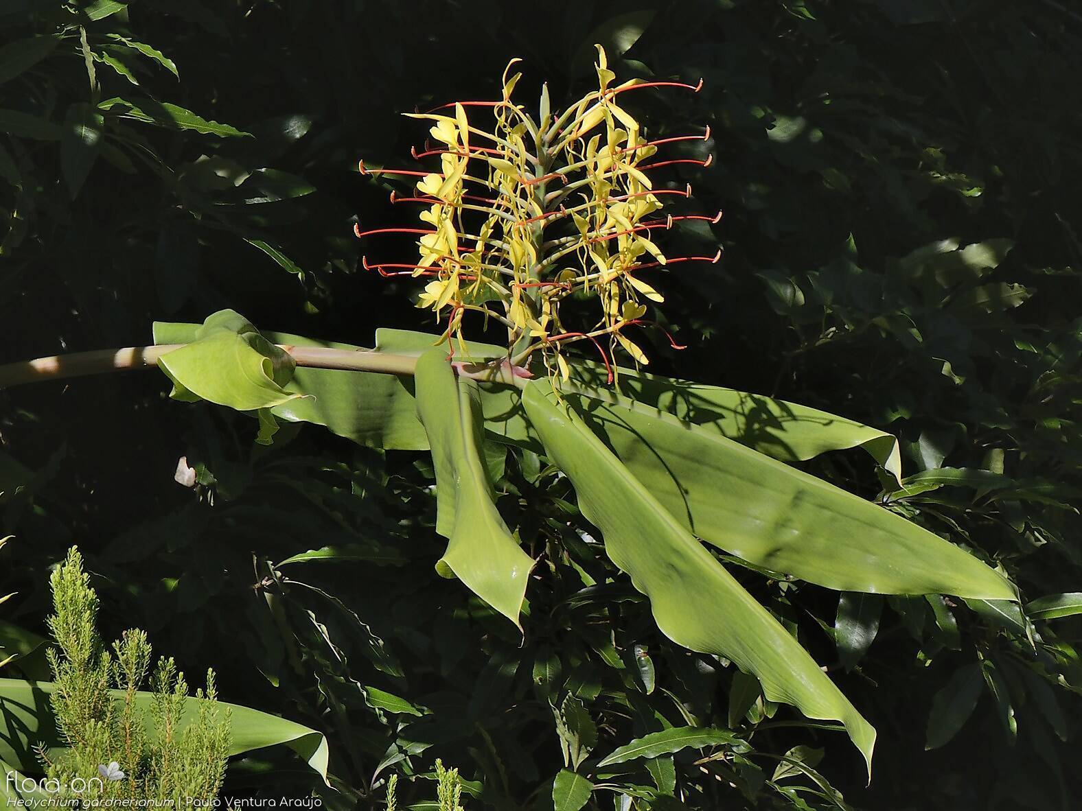 Hedychium gardneranum - | Paulo Ventura Araújo; CC BY-NC 4.0