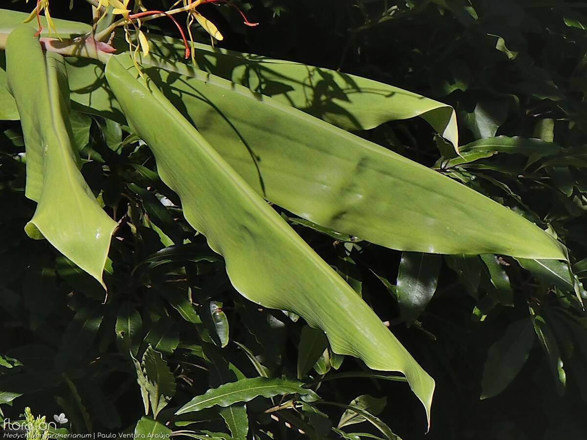 Hedychium gardneranum - | Paulo Ventura Araújo; CC BY-NC 4.0