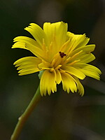 Hedypnois cretica-(1)