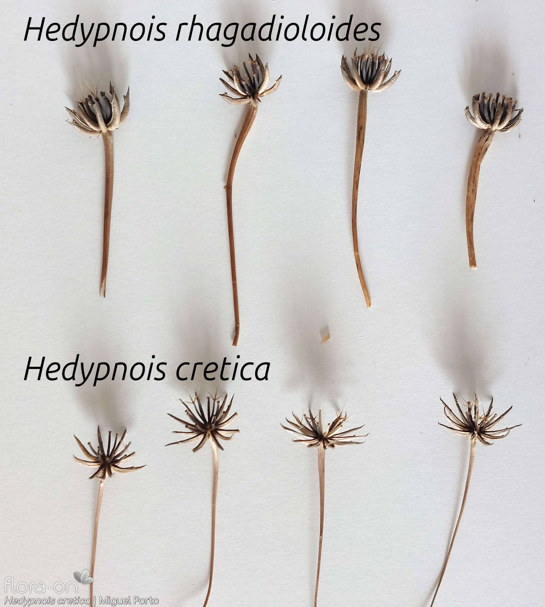 Hedypnois cretica-(2) - Capítulo frutífero | Miguel Porto; CC BY-NC 4.0