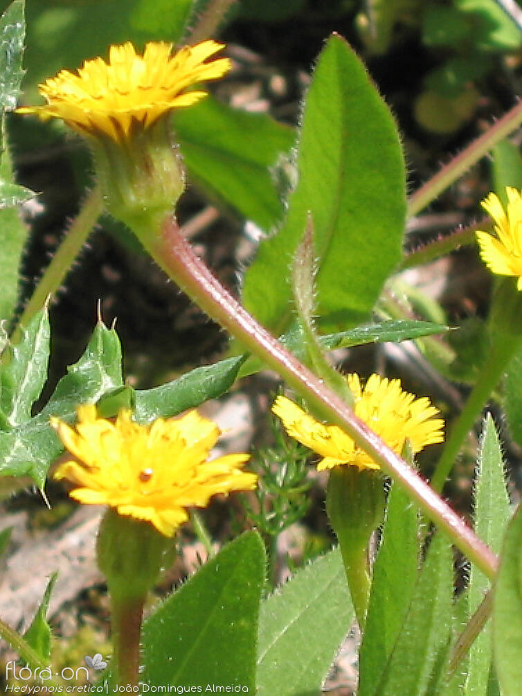 Hedypnois rhagadioloides - Capítulo | João Domingues Almeida; CC BY-NC 4.0