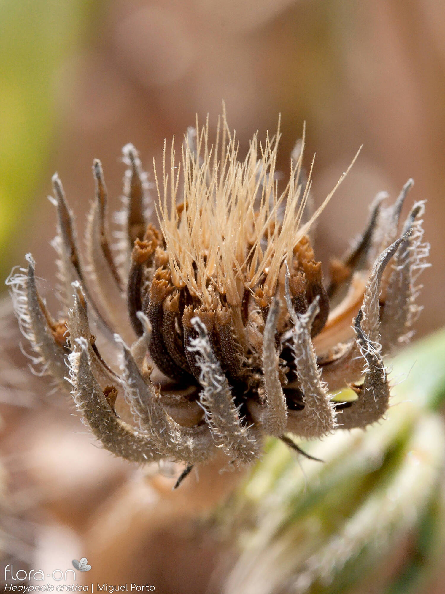 Hedypnois rhagadioloides - Capítulo frutífero | Miguel Porto; CC BY-NC 4.0