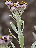 Helichrysum melaleucum