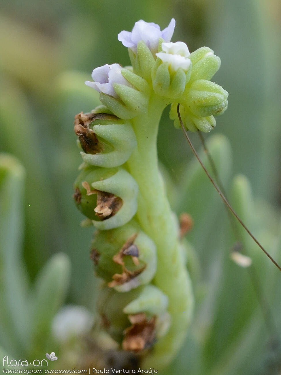 Heliotropium curassavicum - Flor (geral) | Paulo Ventura Araújo; CC BY-NC 4.0
