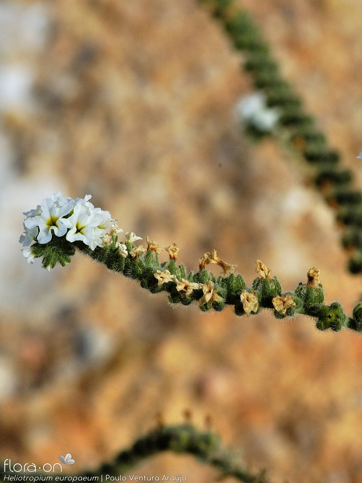 Heliotropium europaeum - Flor (geral) | Paulo Ventura Araújo; CC BY-NC 4.0