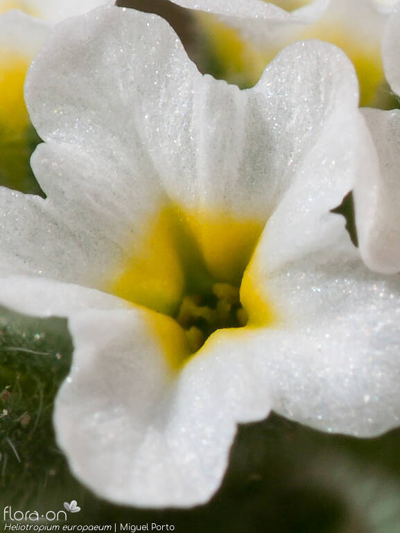 Heliotropium europaeum - Flor (close-up) | Miguel Porto; CC BY-NC 4.0