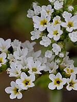 Heliotropium ramosissimum