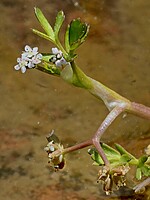 Helosciadium inundatum