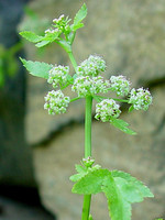 Helosciadium nodiflorum