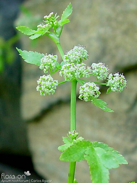 Helosciadium nodiflorum