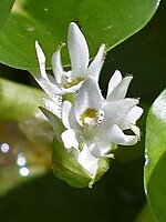 Heteranthera reniformis