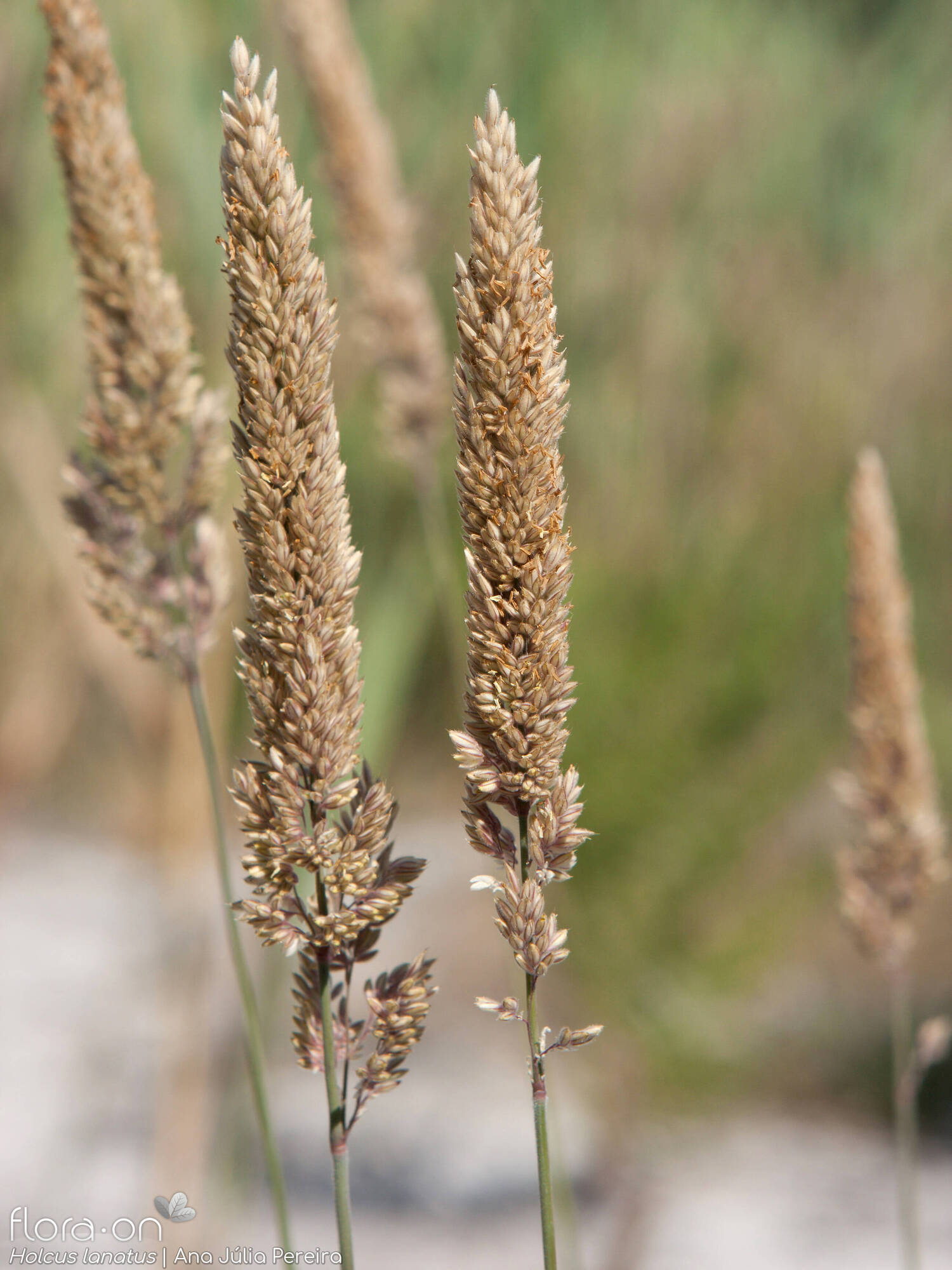 Holcus lanatus - Flor (geral) | Ana Júlia Pereira; CC BY-NC 4.0