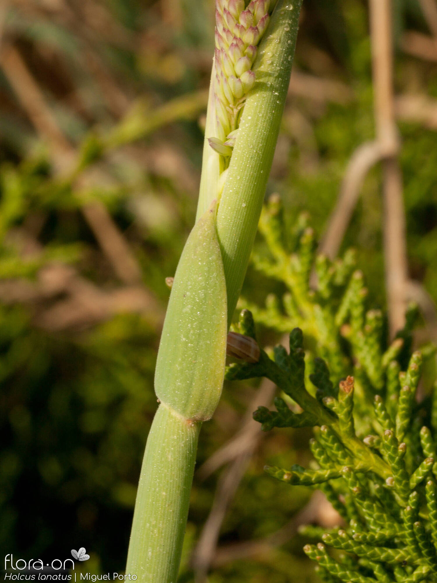 Holcus lanatus - Folha | Miguel Porto; CC BY-NC 4.0