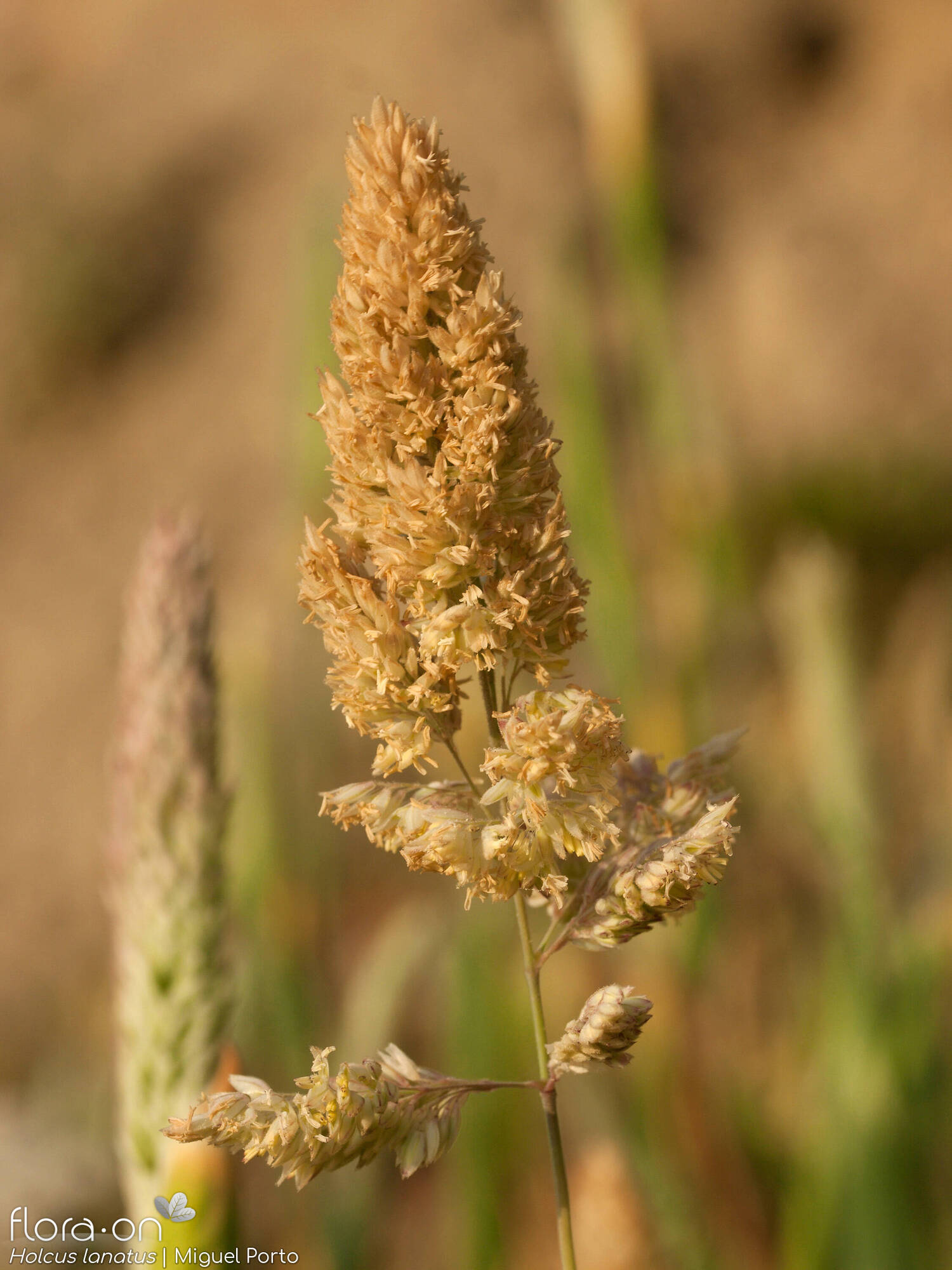 Holcus lanatus - Flor (geral) | Miguel Porto; CC BY-NC 4.0