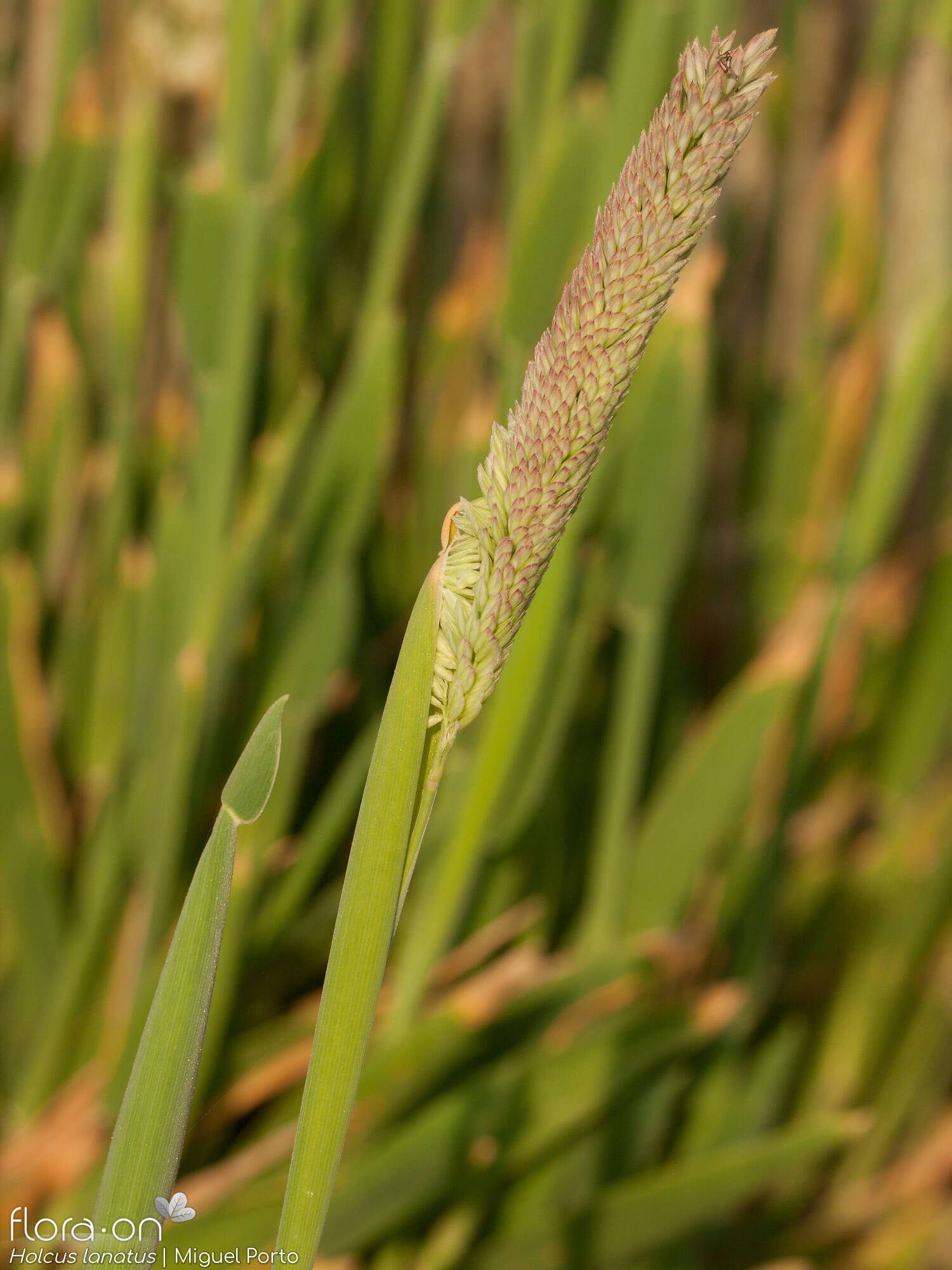 Holcus lanatus - Flor (geral) | Miguel Porto; CC BY-NC 4.0