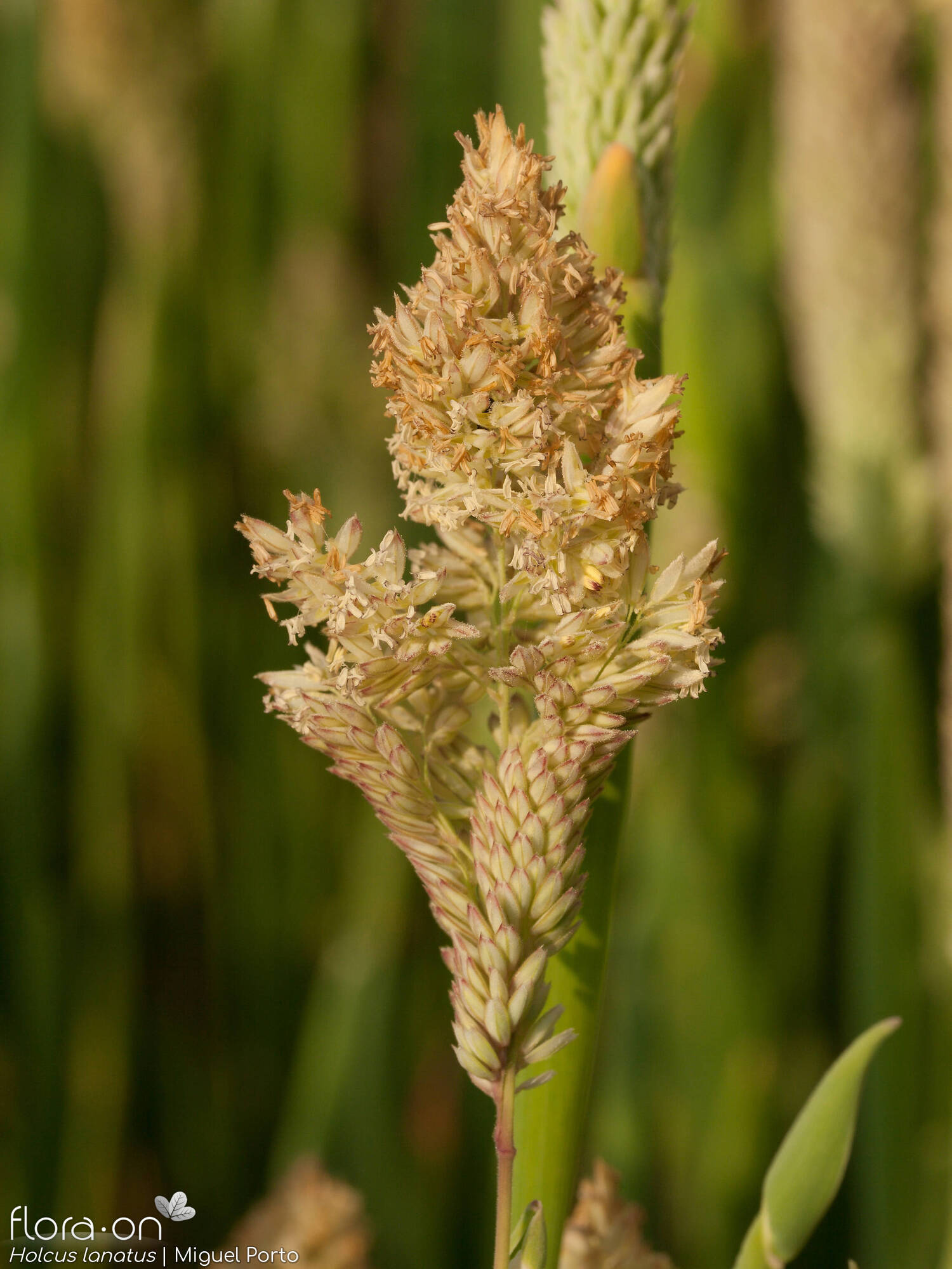 Holcus lanatus - Flor (geral) | Miguel Porto; CC BY-NC 4.0